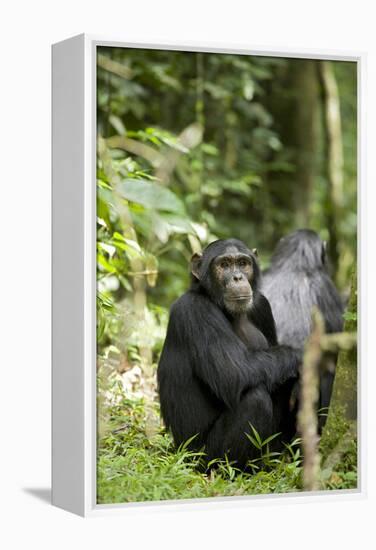 Africa, Uganda, Kibale National Park. Watchful young adult male chimpanzee named Peterson.-Kristin Mosher-Framed Premier Image Canvas