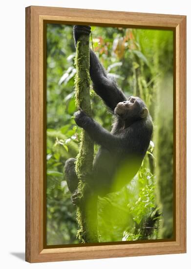 Africa, Uganda, Kibale National Park. Wild chimpanzee climbs a tree.-Kristin Mosher-Framed Premier Image Canvas