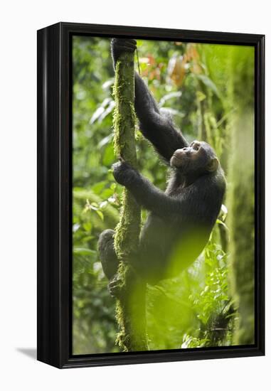 Africa, Uganda, Kibale National Park. Wild chimpanzee climbs a tree.-Kristin Mosher-Framed Premier Image Canvas