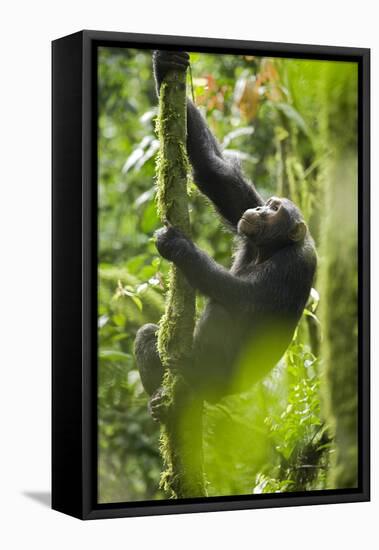 Africa, Uganda, Kibale National Park. Wild chimpanzee climbs a tree.-Kristin Mosher-Framed Premier Image Canvas