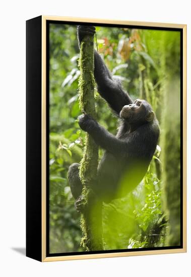 Africa, Uganda, Kibale National Park. Wild chimpanzee climbs a tree.-Kristin Mosher-Framed Premier Image Canvas