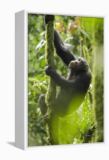 Africa, Uganda, Kibale National Park. Wild chimpanzee climbs a tree.-Kristin Mosher-Framed Premier Image Canvas