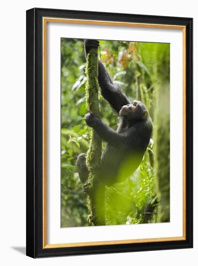 Africa, Uganda, Kibale National Park. Wild chimpanzee climbs a tree.-Kristin Mosher-Framed Photographic Print