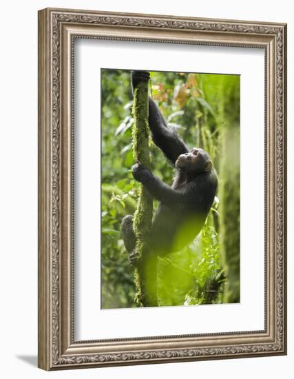 Africa, Uganda, Kibale National Park. Wild chimpanzee climbs a tree.-Kristin Mosher-Framed Photographic Print