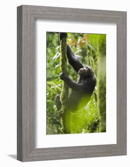 Africa, Uganda, Kibale National Park. Wild chimpanzee climbs a tree.-Kristin Mosher-Framed Photographic Print