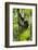 Africa, Uganda, Kibale National Park. Wild chimpanzee climbs a tree.-Kristin Mosher-Framed Photographic Print