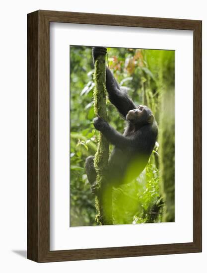 Africa, Uganda, Kibale National Park. Wild chimpanzee climbs a tree.-Kristin Mosher-Framed Photographic Print