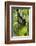 Africa, Uganda, Kibale National Park. Wild chimpanzee climbs a tree.-Kristin Mosher-Framed Photographic Print