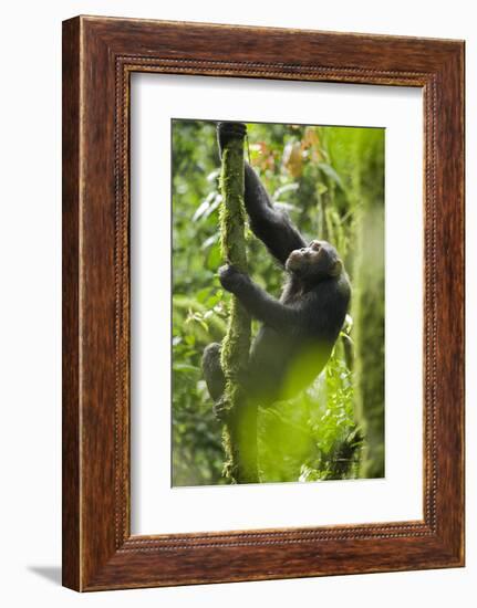 Africa, Uganda, Kibale National Park. Wild chimpanzee climbs a tree.-Kristin Mosher-Framed Photographic Print