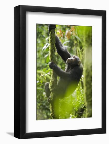 Africa, Uganda, Kibale National Park. Wild chimpanzee climbs a tree.-Kristin Mosher-Framed Photographic Print