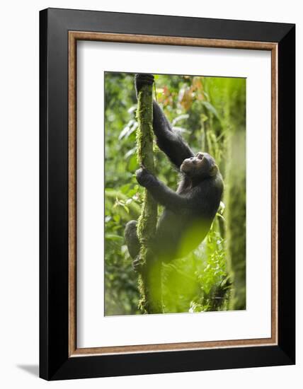 Africa, Uganda, Kibale National Park. Wild chimpanzee climbs a tree.-Kristin Mosher-Framed Photographic Print