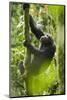 Africa, Uganda, Kibale National Park. Wild chimpanzee climbs a tree.-Kristin Mosher-Mounted Photographic Print