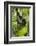 Africa, Uganda, Kibale National Park. Wild chimpanzee climbs a tree.-Kristin Mosher-Framed Photographic Print