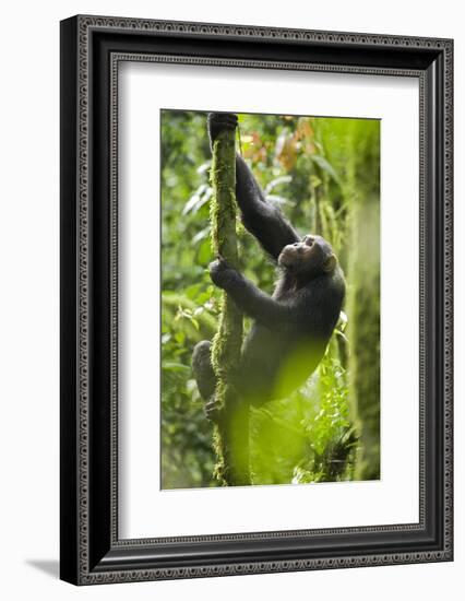 Africa, Uganda, Kibale National Park. Wild chimpanzee climbs a tree.-Kristin Mosher-Framed Photographic Print