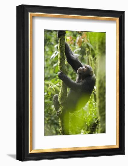 Africa, Uganda, Kibale National Park. Wild chimpanzee climbs a tree.-Kristin Mosher-Framed Photographic Print