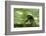 Africa, Uganda, Kibale National Park. Wild chimpanzee travels through the forest.-Kristin Mosher-Framed Photographic Print