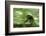 Africa, Uganda, Kibale National Park. Wild chimpanzee travels through the forest.-Kristin Mosher-Framed Photographic Print