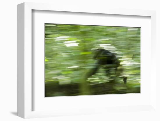 Africa, Uganda, Kibale National Park. Wild chimpanzee travels through the forest.-Kristin Mosher-Framed Photographic Print