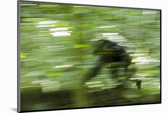 Africa, Uganda, Kibale National Park. Wild chimpanzee travels through the forest.-Kristin Mosher-Mounted Photographic Print