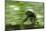 Africa, Uganda, Kibale National Park. Wild chimpanzee travels through the forest.-Kristin Mosher-Mounted Photographic Print