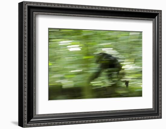 Africa, Uganda, Kibale National Park. Wild chimpanzee travels through the forest.-Kristin Mosher-Framed Photographic Print