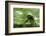 Africa, Uganda, Kibale National Park. Wild chimpanzee travels through the forest.-Kristin Mosher-Framed Photographic Print