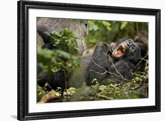 Africa, Uganda, Kibale National Park. Wild chimpanzee yawns while resting with others.-Kristin Mosher-Framed Premium Photographic Print