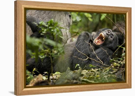 Africa, Uganda, Kibale National Park. Wild chimpanzee yawns while resting with others.-Kristin Mosher-Framed Premier Image Canvas