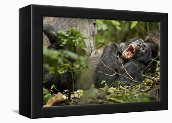 Africa, Uganda, Kibale National Park. Wild chimpanzee yawns while resting with others.-Kristin Mosher-Framed Premier Image Canvas