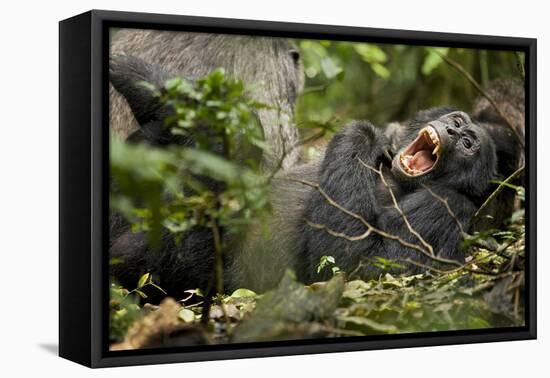 Africa, Uganda, Kibale National Park. Wild chimpanzee yawns while resting with others.-Kristin Mosher-Framed Premier Image Canvas