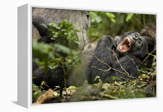 Africa, Uganda, Kibale National Park. Wild chimpanzee yawns while resting with others.-Kristin Mosher-Framed Premier Image Canvas