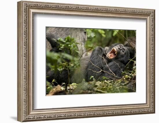 Africa, Uganda, Kibale National Park. Wild chimpanzee yawns while resting with others.-Kristin Mosher-Framed Photographic Print