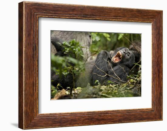 Africa, Uganda, Kibale National Park. Wild chimpanzee yawns while resting with others.-Kristin Mosher-Framed Photographic Print