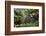 Africa, Uganda, Kibale National Park. Wild chimpanzee yawns while resting with others.-Kristin Mosher-Framed Photographic Print