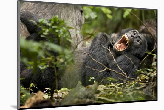 Africa, Uganda, Kibale National Park. Wild chimpanzee yawns while resting with others.-Kristin Mosher-Mounted Photographic Print