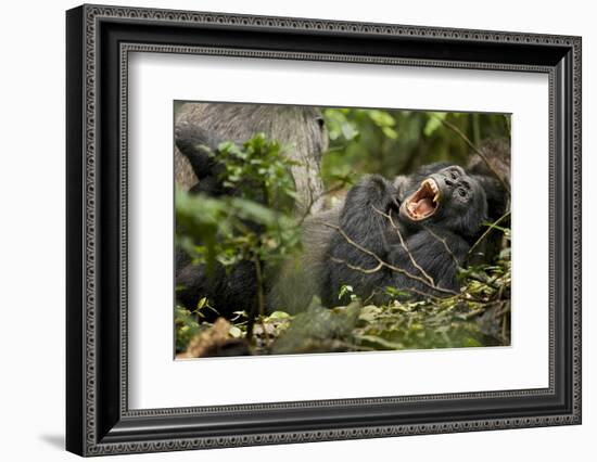 Africa, Uganda, Kibale National Park. Wild chimpanzee yawns while resting with others.-Kristin Mosher-Framed Photographic Print