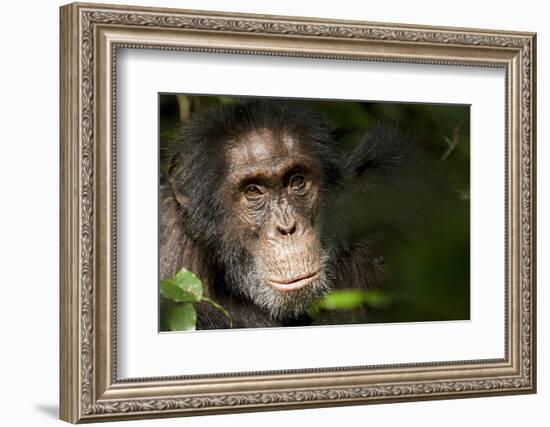 Africa, Uganda, Kibale National Park. Wild Chimpanzee-Kristin Mosher-Framed Photographic Print
