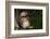 Africa, Uganda, Kibale National Park. Wild Chimpanzee-Kristin Mosher-Framed Photographic Print