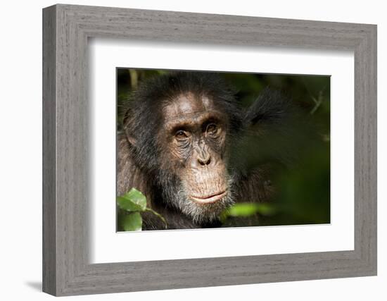 Africa, Uganda, Kibale National Park. Wild Chimpanzee-Kristin Mosher-Framed Photographic Print