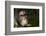 Africa, Uganda, Kibale National Park. Wild Chimpanzee-Kristin Mosher-Framed Photographic Print