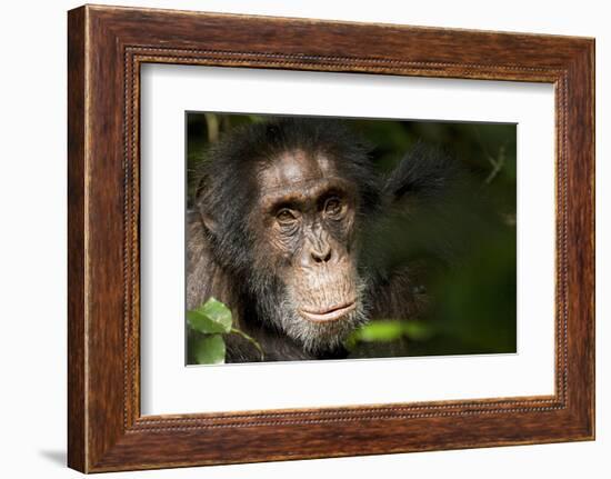 Africa, Uganda, Kibale National Park. Wild Chimpanzee-Kristin Mosher-Framed Photographic Print