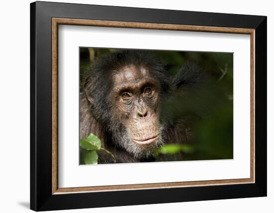 Africa, Uganda, Kibale National Park. Wild Chimpanzee-Kristin Mosher-Framed Photographic Print