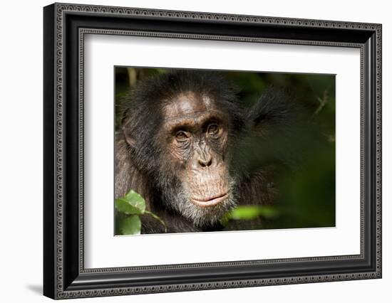 Africa, Uganda, Kibale National Park. Wild Chimpanzee-Kristin Mosher-Framed Photographic Print