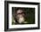 Africa, Uganda, Kibale National Park. Wild Chimpanzee-Kristin Mosher-Framed Photographic Print