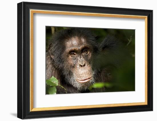 Africa, Uganda, Kibale National Park. Wild Chimpanzee-Kristin Mosher-Framed Photographic Print