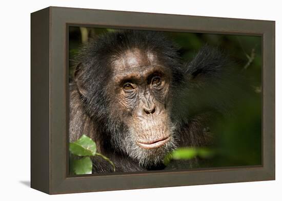 Africa, Uganda, Kibale National Park. Wild Chimpanzee-Kristin Mosher-Framed Premier Image Canvas