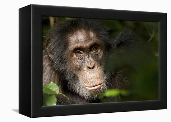 Africa, Uganda, Kibale National Park. Wild Chimpanzee-Kristin Mosher-Framed Premier Image Canvas