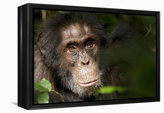Africa, Uganda, Kibale National Park. Wild Chimpanzee-Kristin Mosher-Framed Premier Image Canvas
