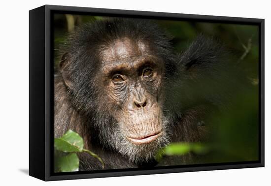 Africa, Uganda, Kibale National Park. Wild Chimpanzee-Kristin Mosher-Framed Premier Image Canvas