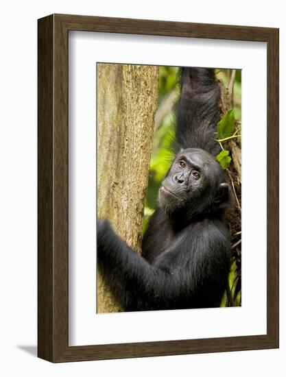 Africa, Uganda, Kibale National Park. Wild female chimpanzee chews wood.-Kristin Mosher-Framed Photographic Print